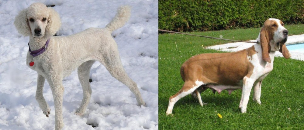 Sabueso Espanol vs Poodle - Breed Comparison