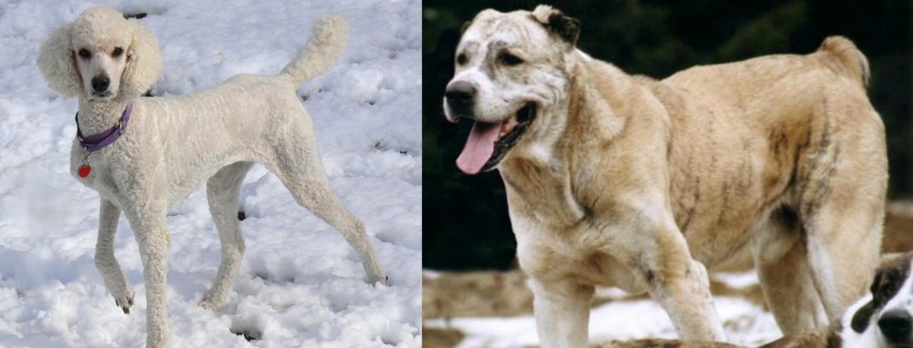 Sage Koochee vs Poodle - Breed Comparison