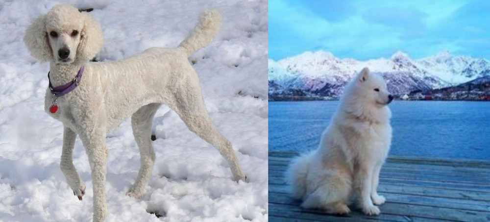 Samoyed vs Poodle - Breed Comparison