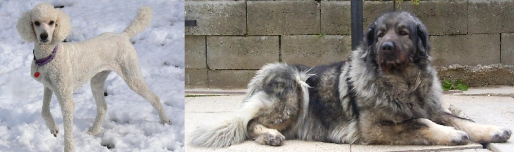 Sarplaninac vs Poodle - Breed Comparison