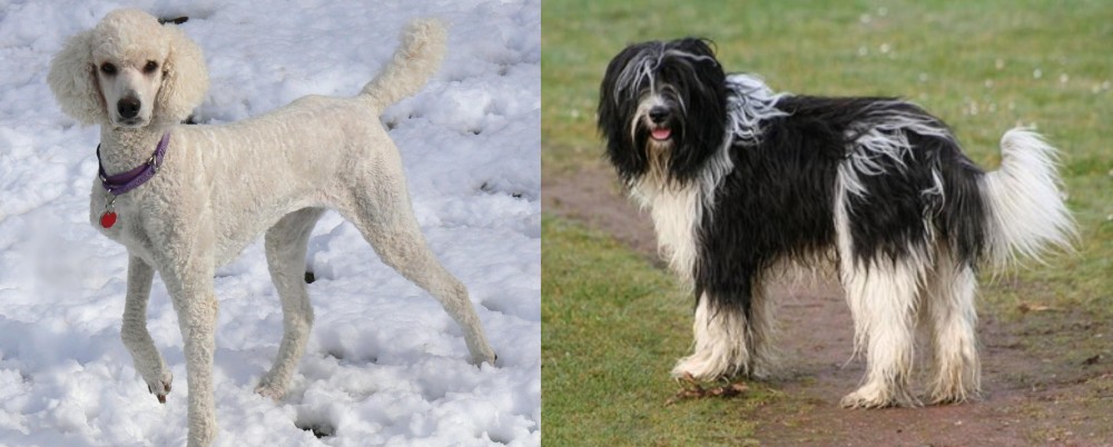 Schapendoes vs Poodle - Breed Comparison