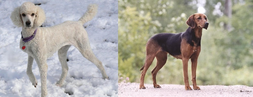 Schillerstovare vs Poodle - Breed Comparison