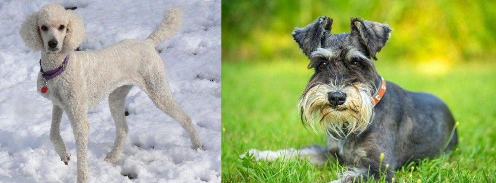 Schnauzer vs Poodle - Breed Comparison