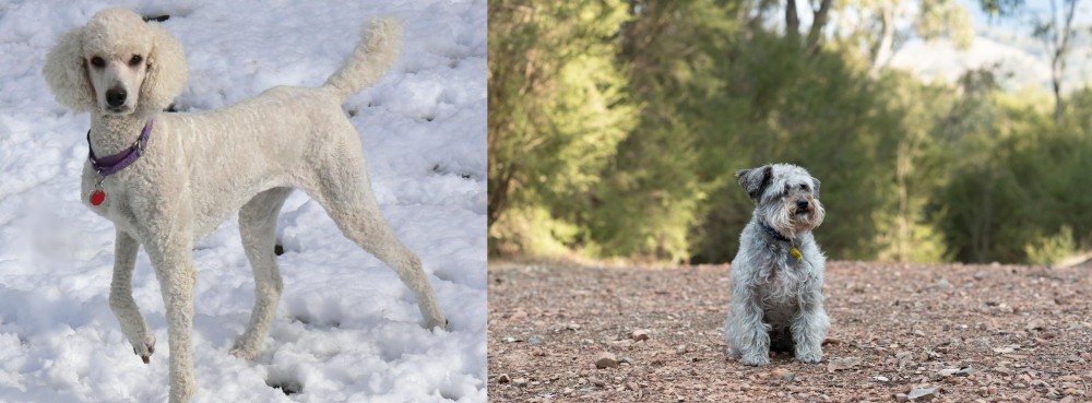 Schnoodle vs Poodle - Breed Comparison