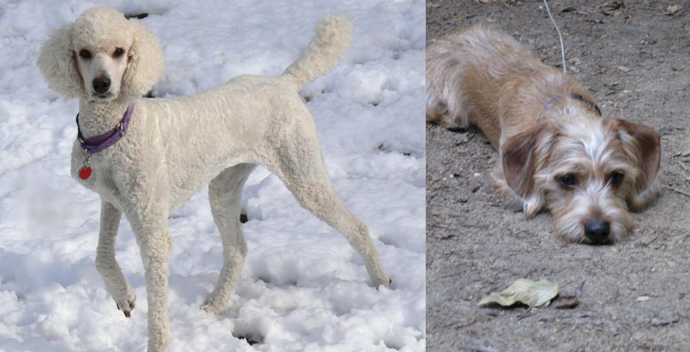 Schweenie vs Poodle - Breed Comparison