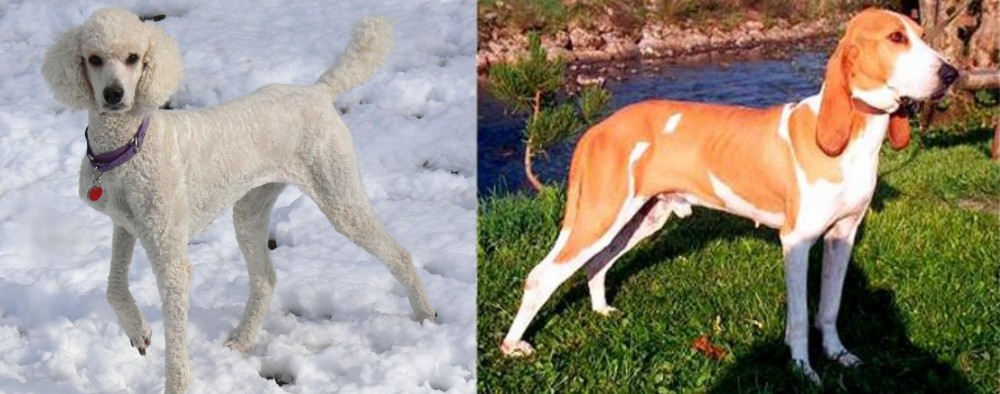Schweizer Laufhund vs Poodle - Breed Comparison