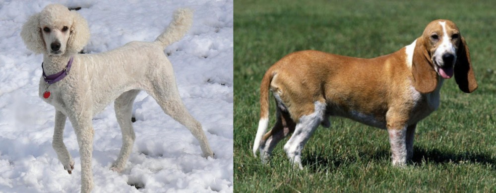 Schweizer Niederlaufhund vs Poodle - Breed Comparison