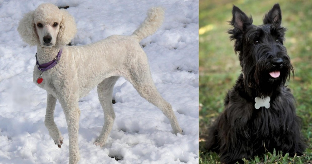 Scoland Terrier vs Poodle - Breed Comparison