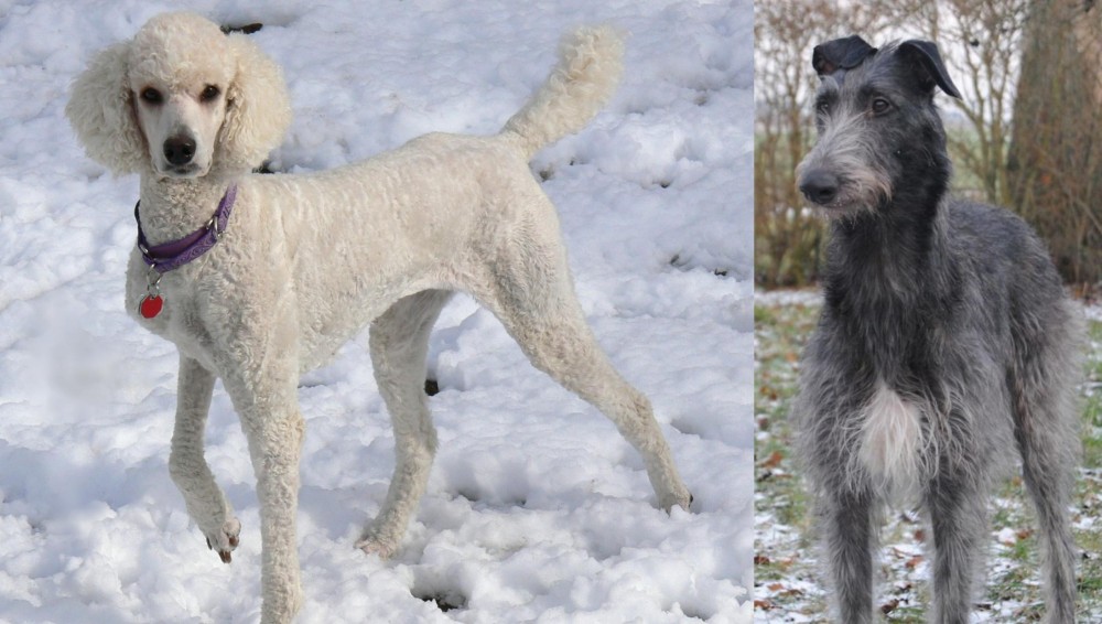 Scottish Deerhound vs Poodle - Breed Comparison