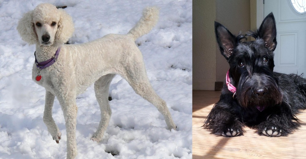 Scottish Terrier vs Poodle - Breed Comparison