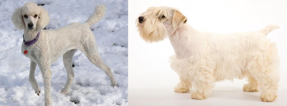 Sealyham Terrier vs Poodle - Breed Comparison