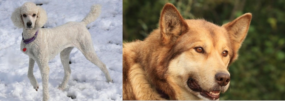 Seppala Siberian Sleddog vs Poodle - Breed Comparison
