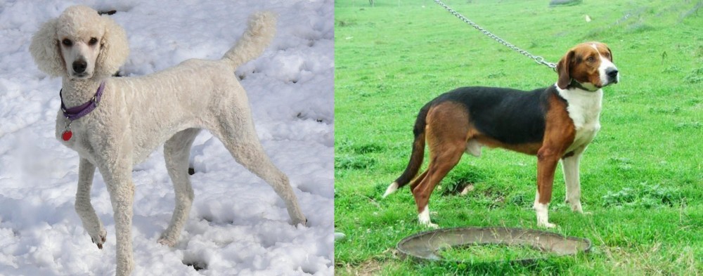 Serbian Tricolour Hound vs Poodle - Breed Comparison