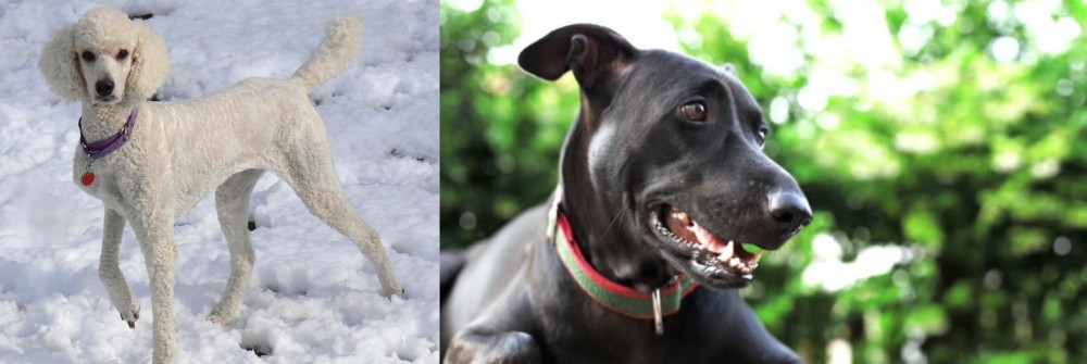Shepard Labrador vs Poodle - Breed Comparison