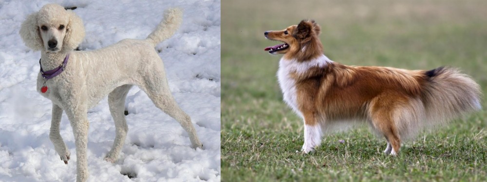 Shetland Sheepdog vs Poodle - Breed Comparison
