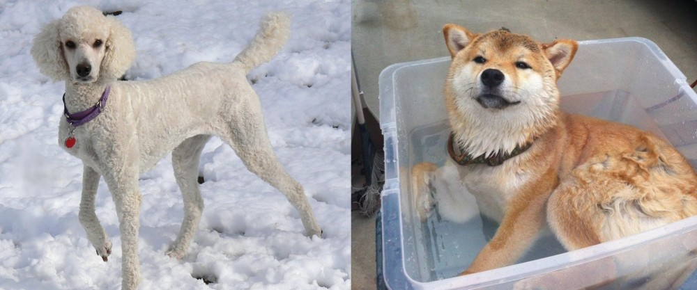 Shiba Inu vs Poodle - Breed Comparison