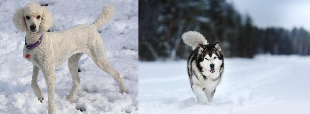 Siberian Husky vs Poodle - Breed Comparison