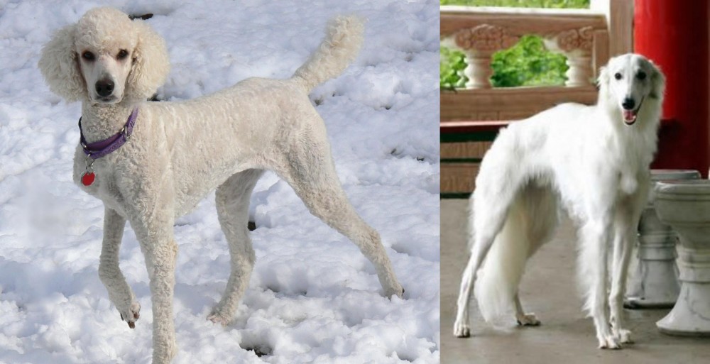 Silken Windhound vs Poodle - Breed Comparison
