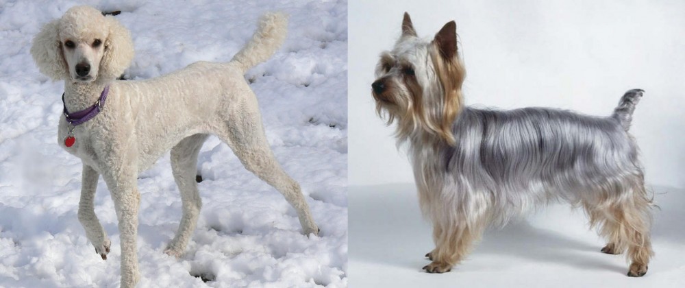 Silky Terrier vs Poodle - Breed Comparison