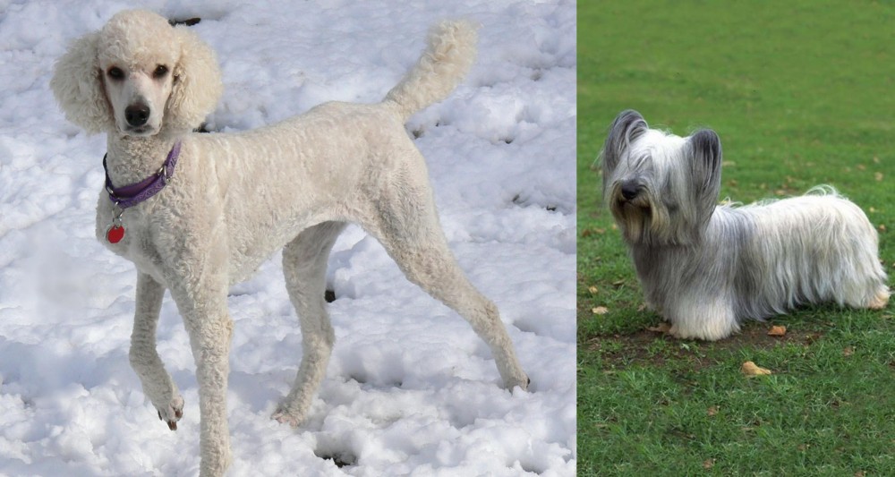 Skye Terrier vs Poodle - Breed Comparison