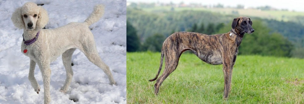 Sloughi vs Poodle - Breed Comparison