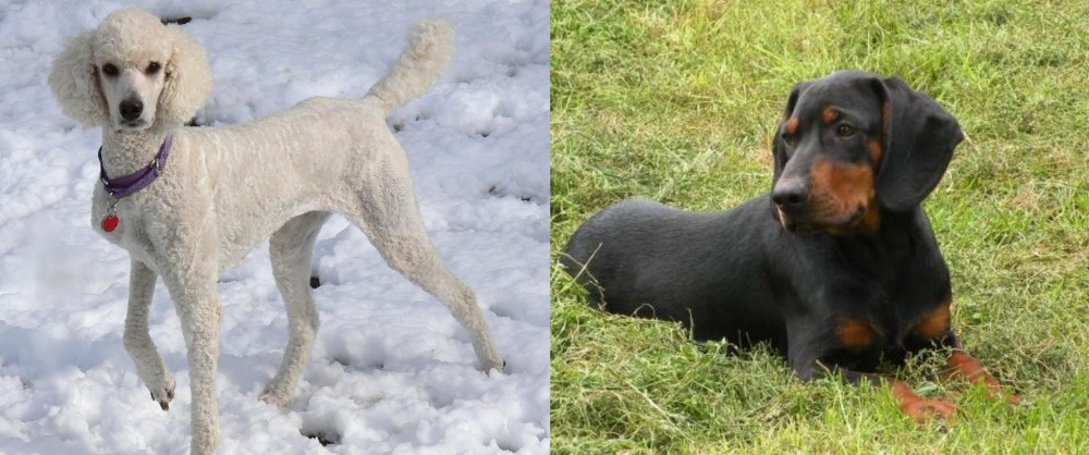 Slovakian Hound vs Poodle - Breed Comparison