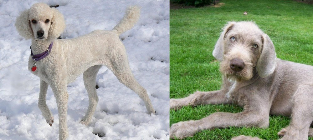 Slovakian Rough Haired Pointer vs Poodle - Breed Comparison