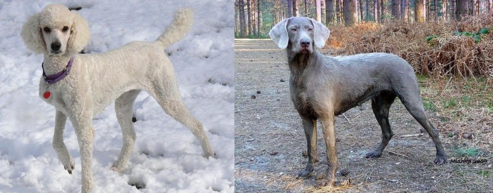 Slovensky Hrubosrsty Stavac vs Poodle - Breed Comparison