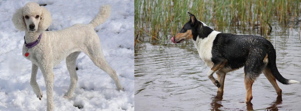 Smooth Collie vs Poodle - Breed Comparison