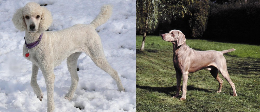 Smooth Haired Weimaraner vs Poodle - Breed Comparison