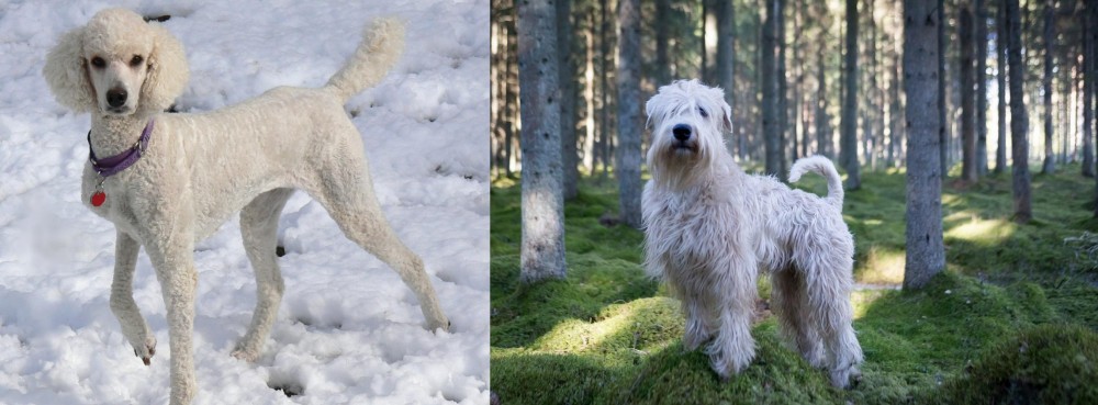 Soft-Coated Wheaten Terrier vs Poodle - Breed Comparison