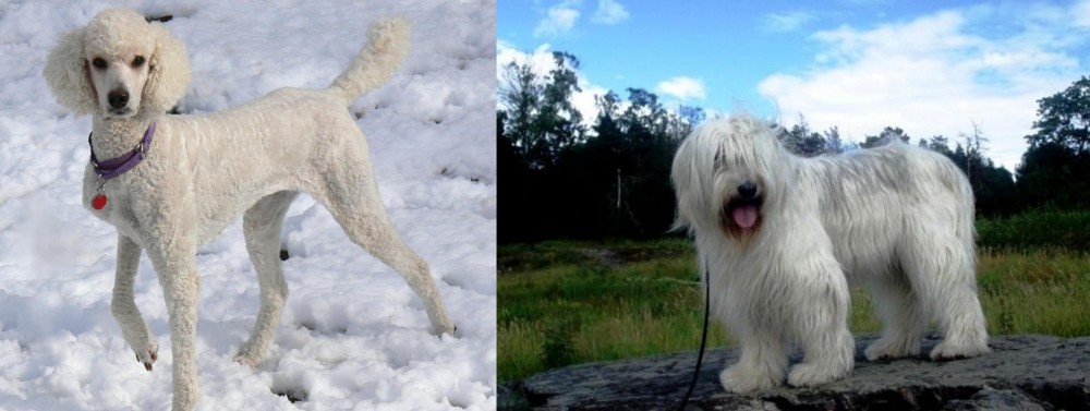 South Russian Ovcharka vs Poodle - Breed Comparison