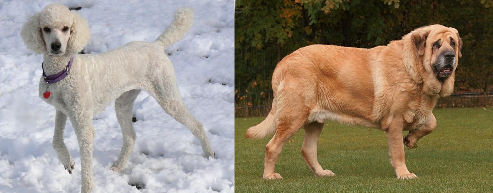 Spanish Mastiff vs Poodle - Breed Comparison
