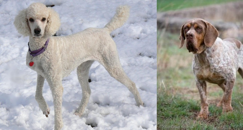 Spanish Pointer vs Poodle - Breed Comparison