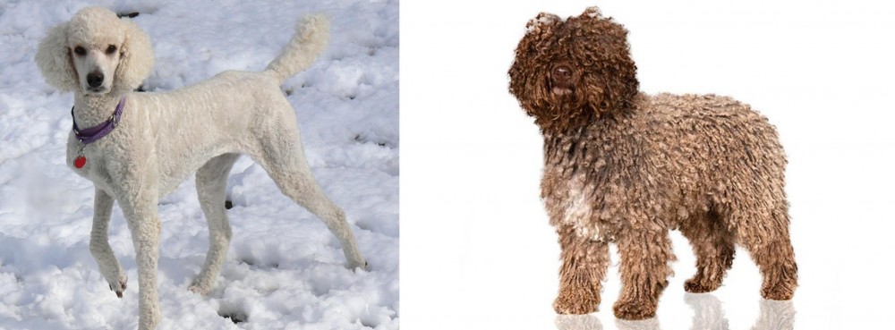 Spanish Water Dog vs Poodle - Breed Comparison
