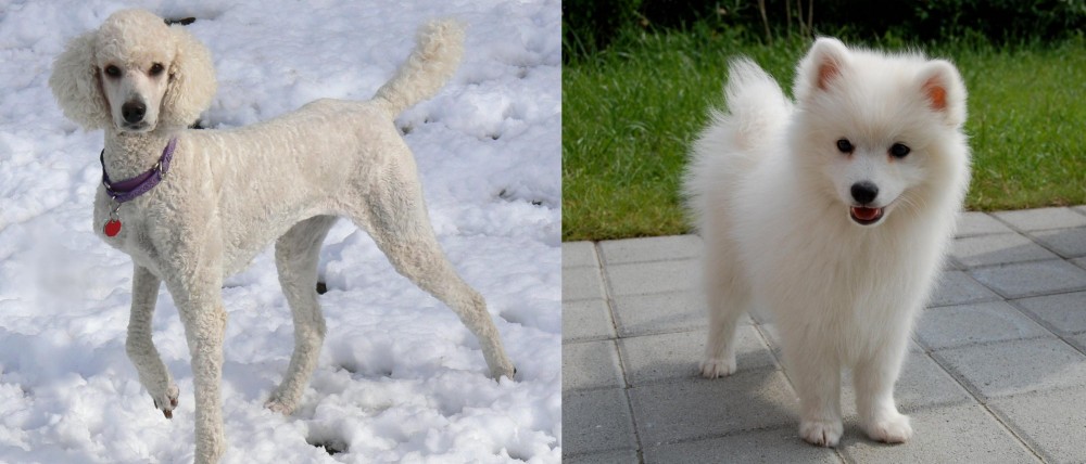 Spitz vs Poodle - Breed Comparison