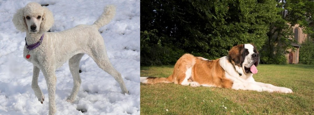 St. Bernard vs Poodle - Breed Comparison