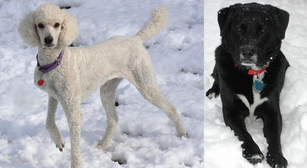 St. John's Water Dog vs Poodle - Breed Comparison