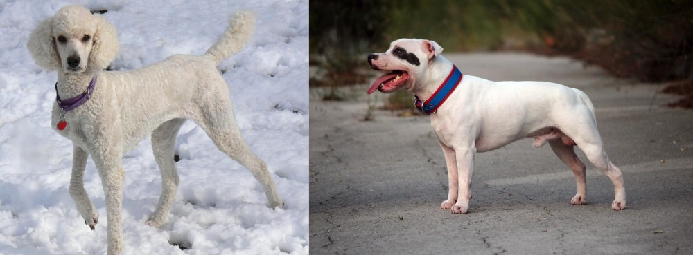 Staffordshire Bull Terrier vs Poodle - Breed Comparison