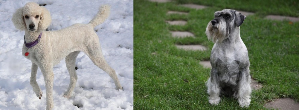 Standard Schnauzer vs Poodle - Breed Comparison