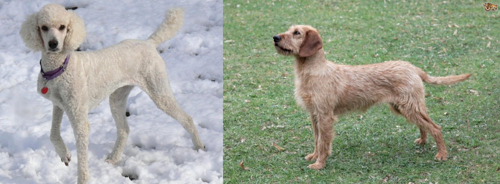 Styrian Coarse Haired Hound vs Poodle - Breed Comparison
