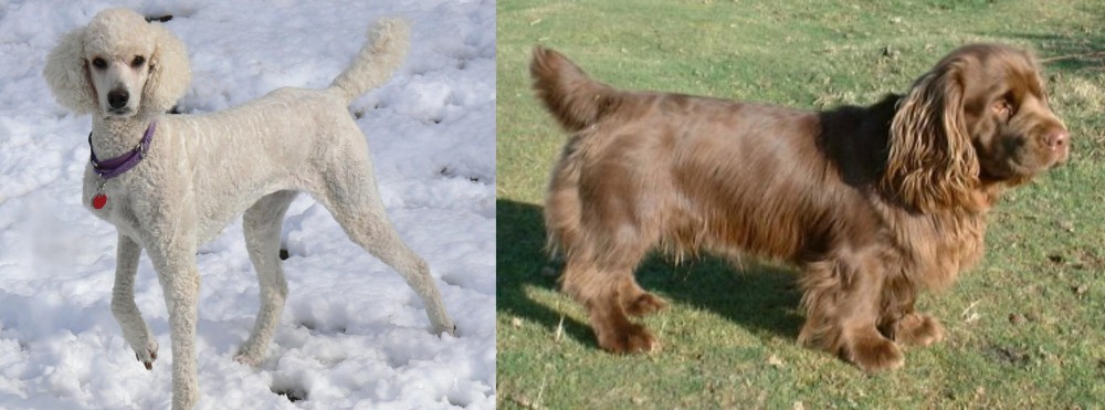 Sussex Spaniel vs Poodle - Breed Comparison
