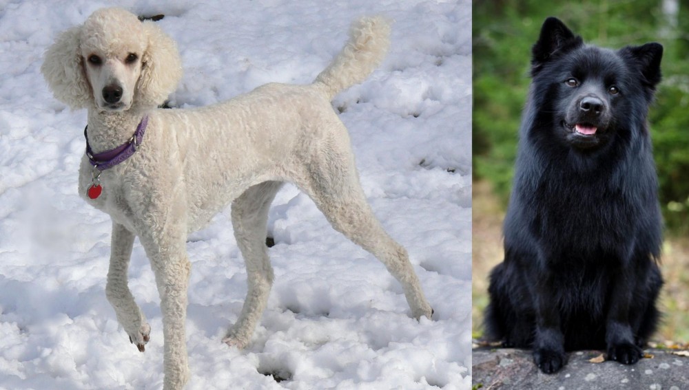 Swedish Lapphund vs Poodle - Breed Comparison