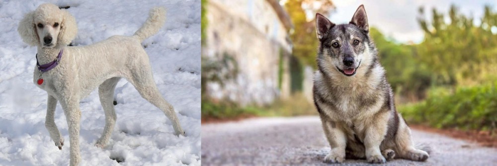Swedish Vallhund vs Poodle - Breed Comparison