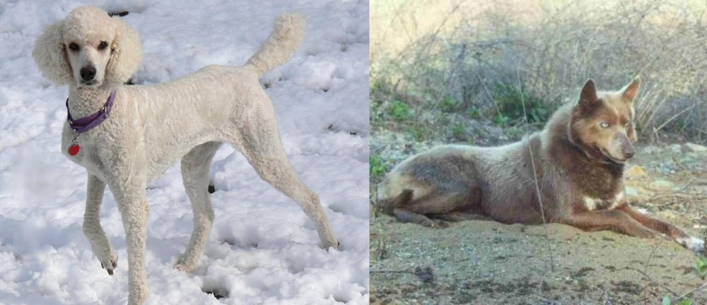 Tahltan Bear Dog vs Poodle - Breed Comparison