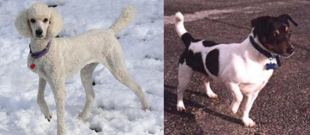 Teddy Roosevelt Terrier vs Poodle - Breed Comparison