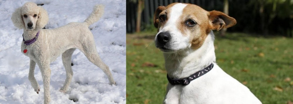 Tenterfield Terrier vs Poodle - Breed Comparison