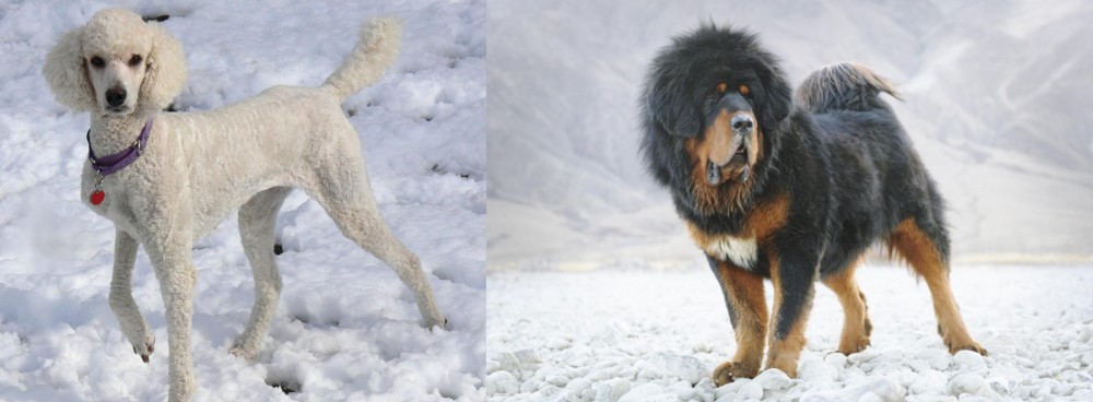 Tibetan Mastiff vs Poodle - Breed Comparison