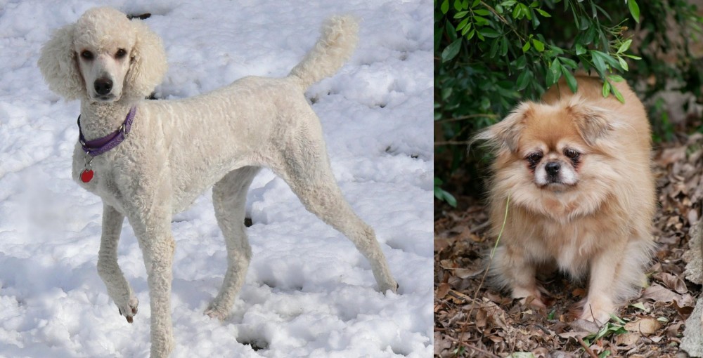 Tibetan Spaniel vs Poodle - Breed Comparison