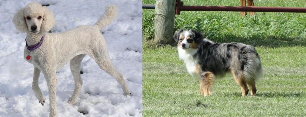 Toy Australian Shepherd vs Poodle - Breed Comparison